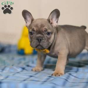 Murphy, Frenchton Puppy